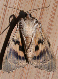 Scarlet Underwing